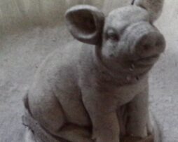 Pig - Sitting
