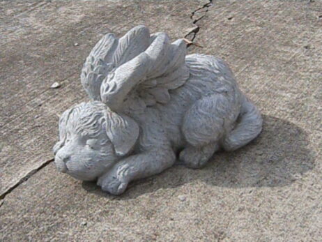Angel Dog
