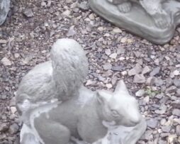 Squirrel - On All Fours