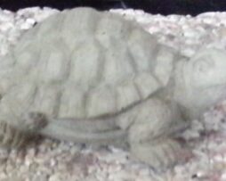 Turtle - Baby