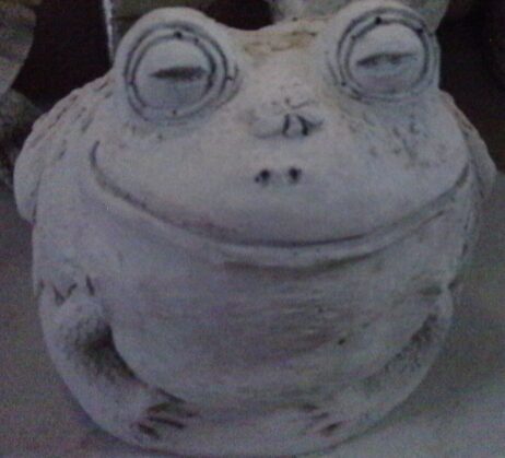 Frog - Bug On Nose