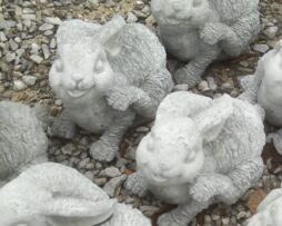 Rabbit - Scratching