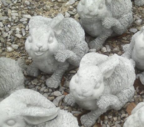 Rabbit - Scratching