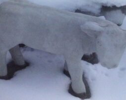 Calf