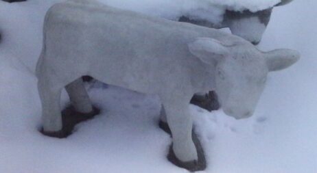 Calf