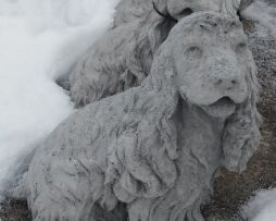 Dog - Cocker Spaniel