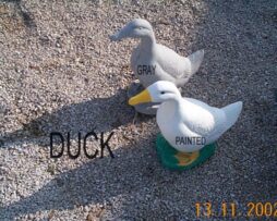 Duck