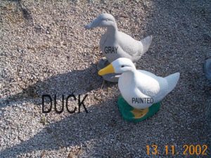 ducks