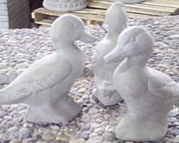 Duck - Baby #2
