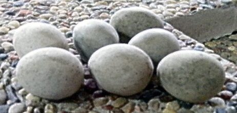 Eggs