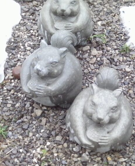 Squirrel - (Fat)