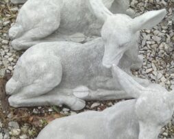 Fawn - Laying