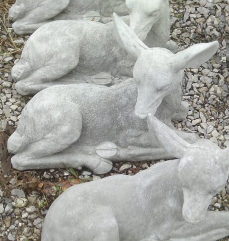 Fawn - Laying