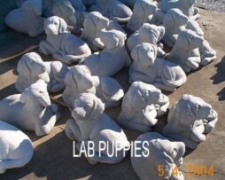 Lab - Puppy