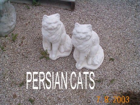 Persian Cat