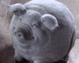 Pig - Fat