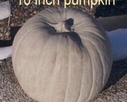 Pumpkin