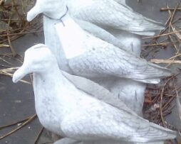 Seagull - Wings In