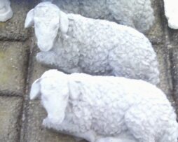 Sheep - Laying