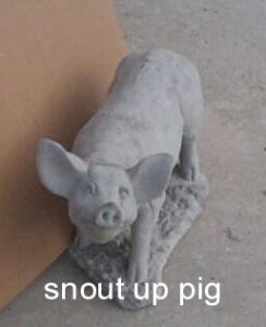 snout up pig