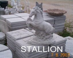 Stallion