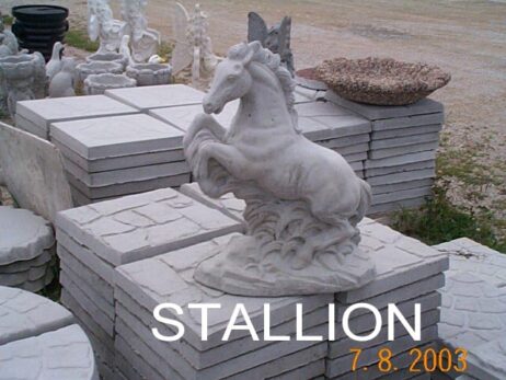 Stallion