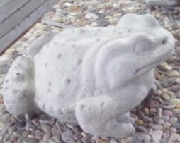 Frog - Toad