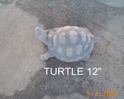 Turtle - Medium