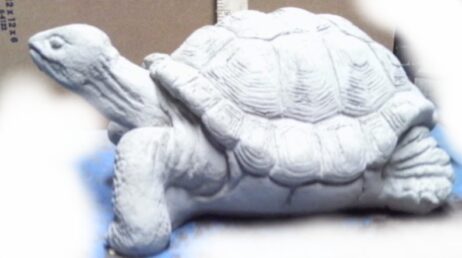 Turtle - Medium #3