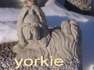 yorkie